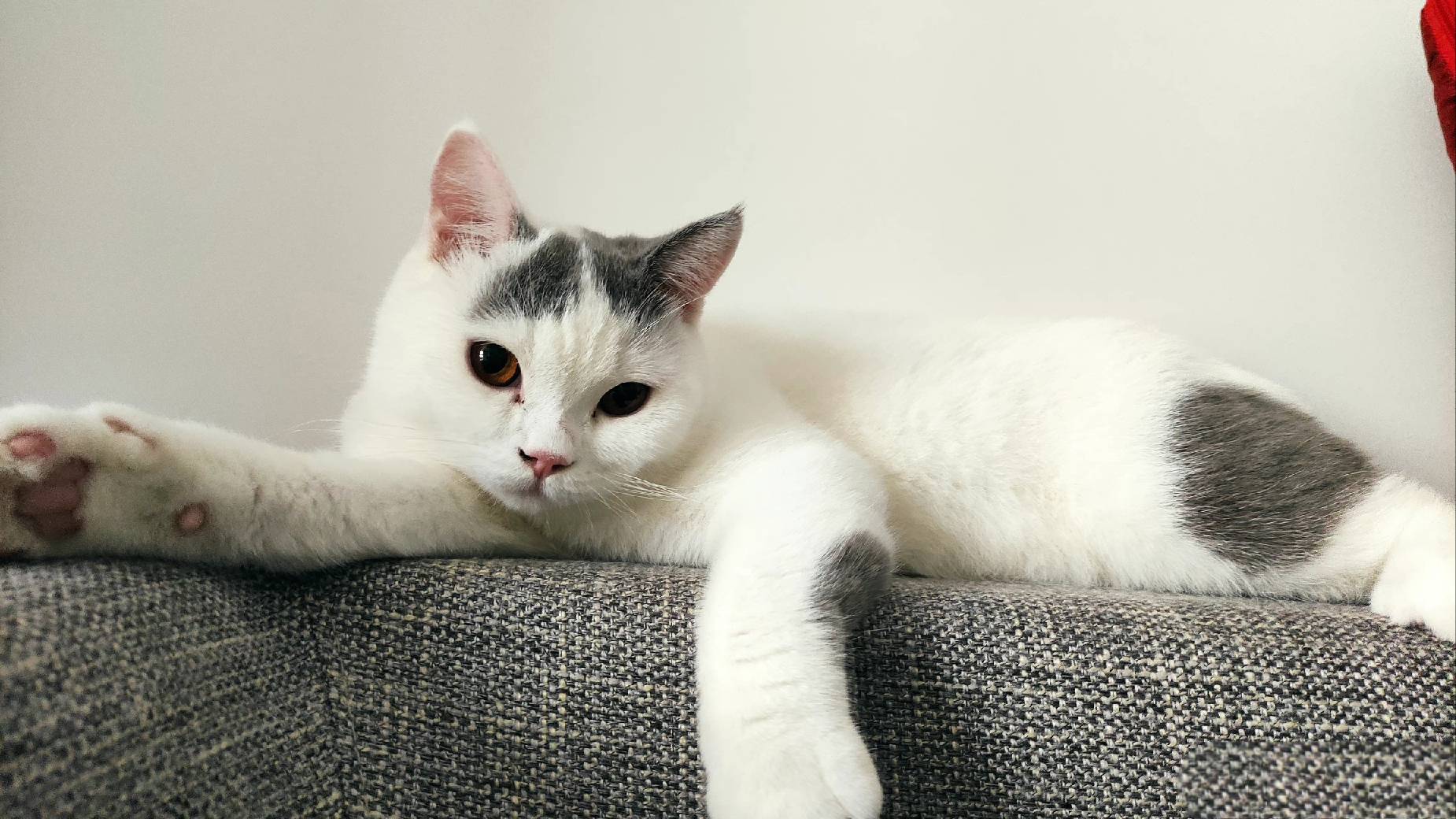 猫图片|宠物猫|猫咪|