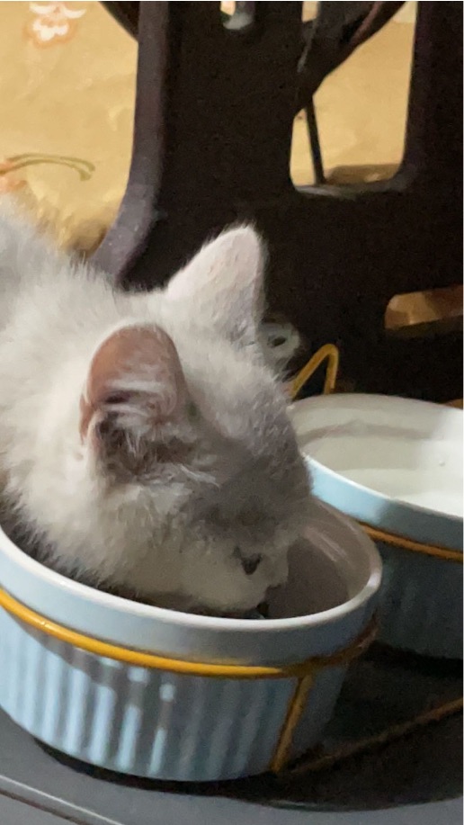 猫图片|宠物猫|猫咪|