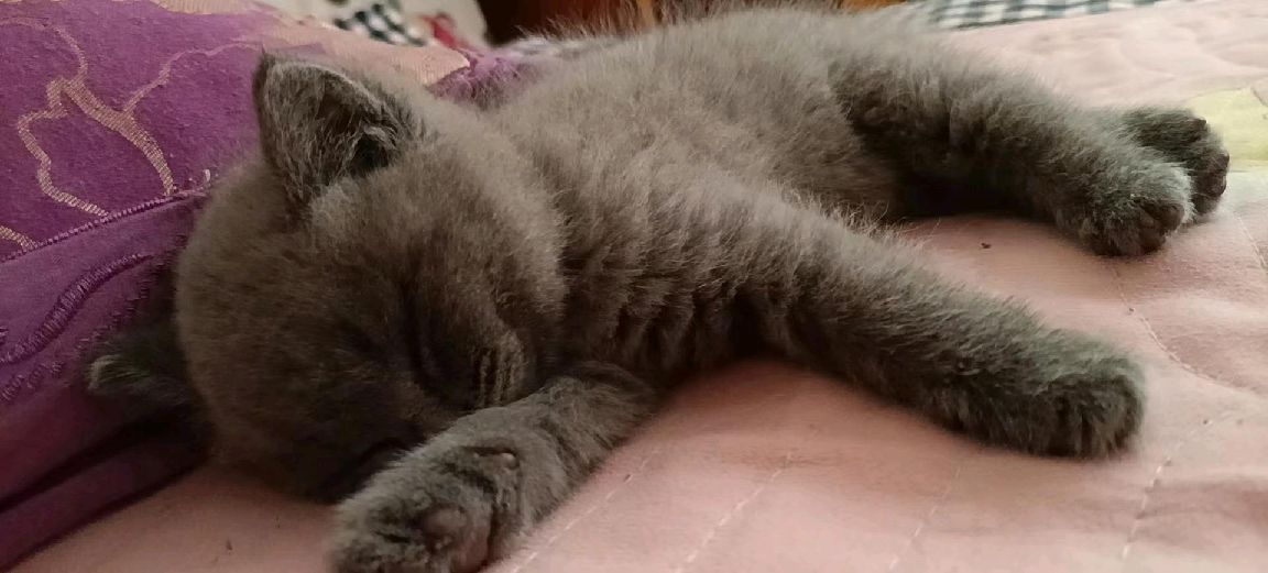 猫图片|宠物猫|猫咪|