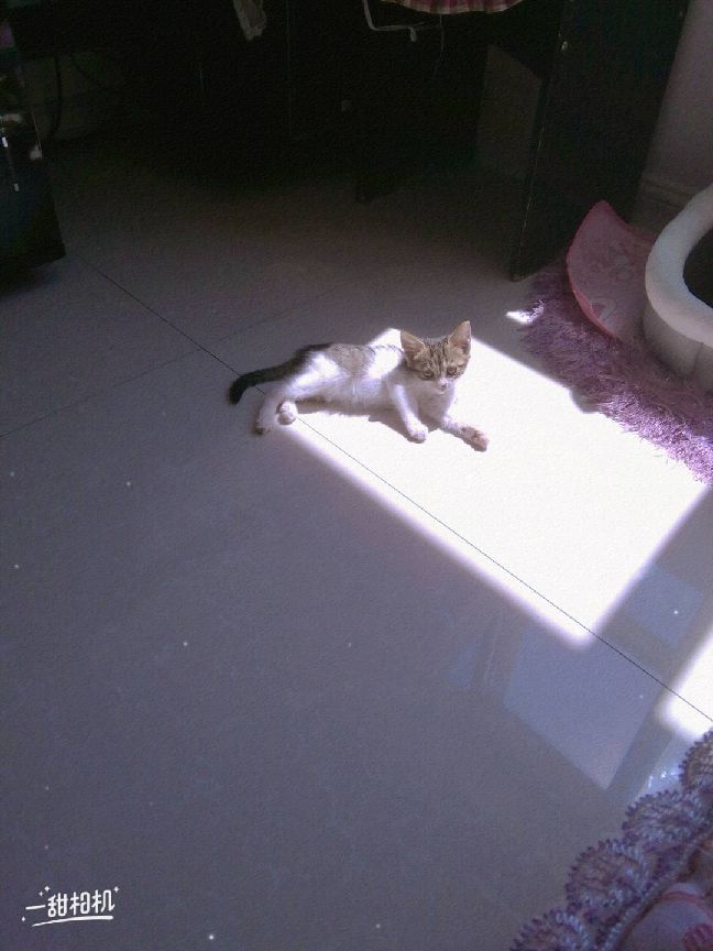 猫图片|宠物猫|猫咪|