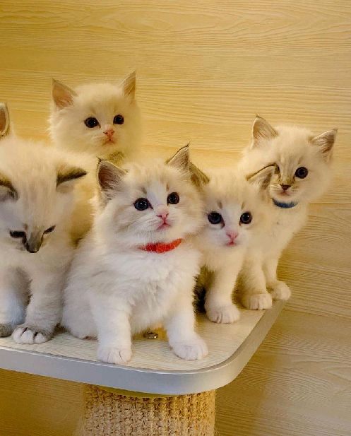 猫图片|宠物猫|猫咪|