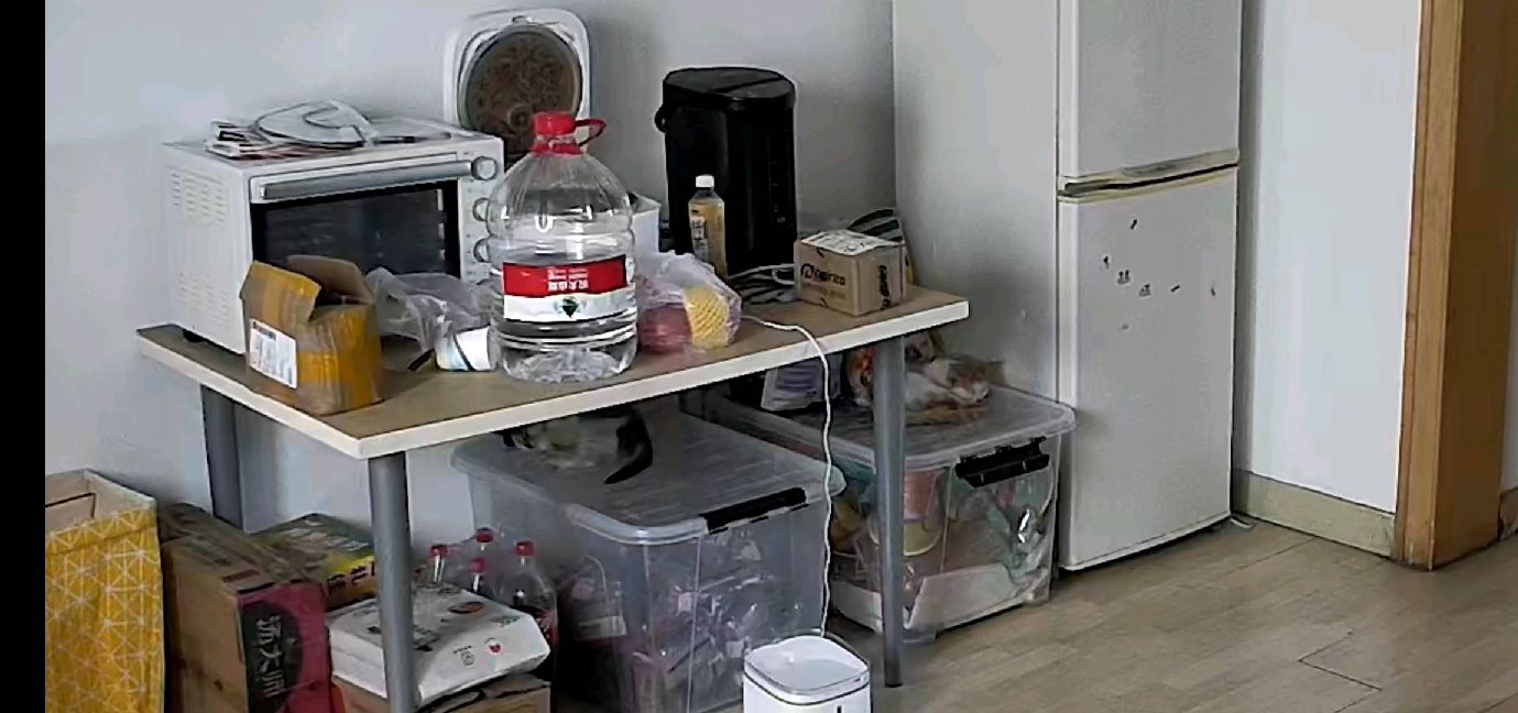 猫图片|宠物猫|猫咪|