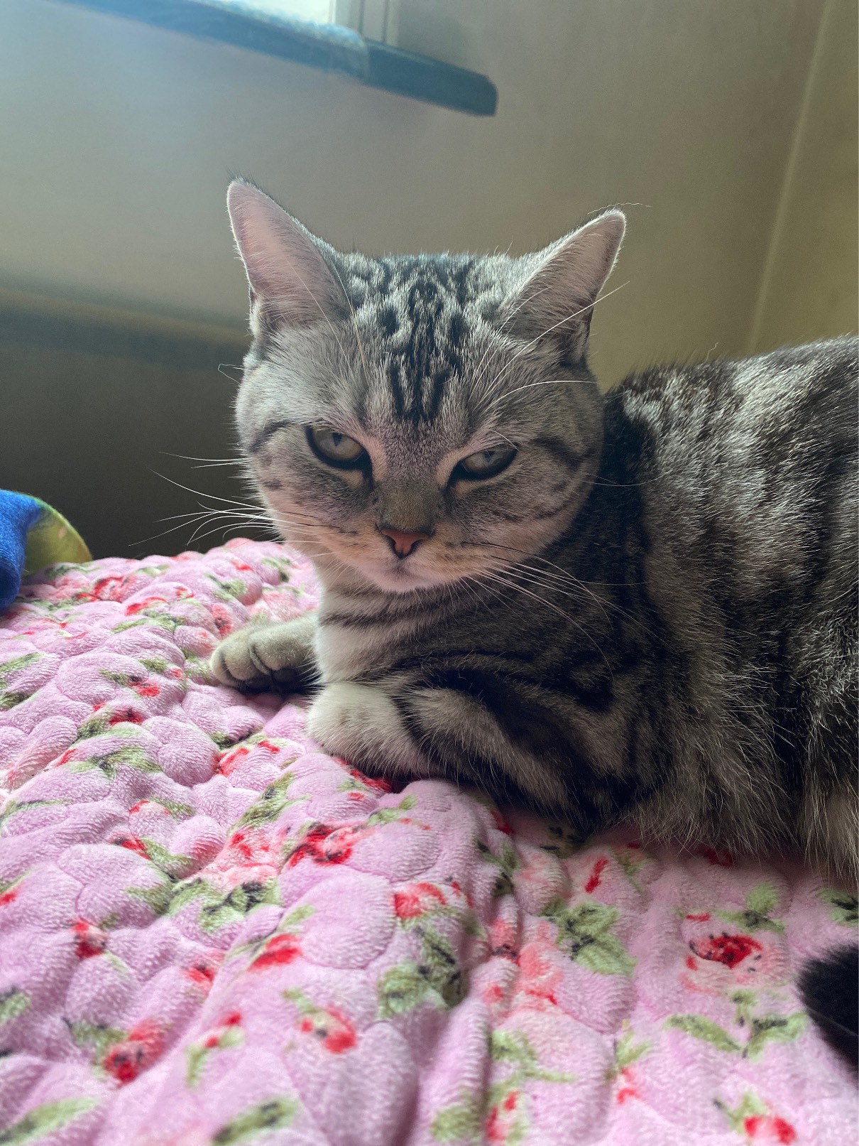 猫图片|宠物猫|猫咪|