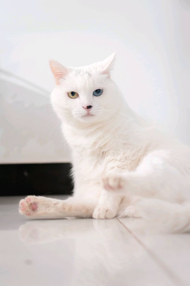 猫图片|宠物猫|猫咪|