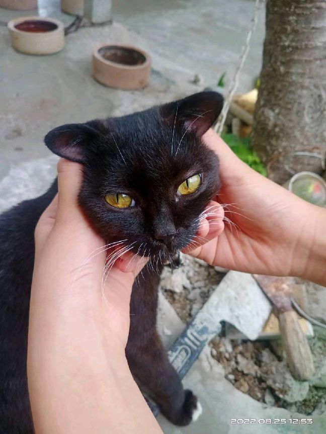 猫图片|宠物猫|猫咪|