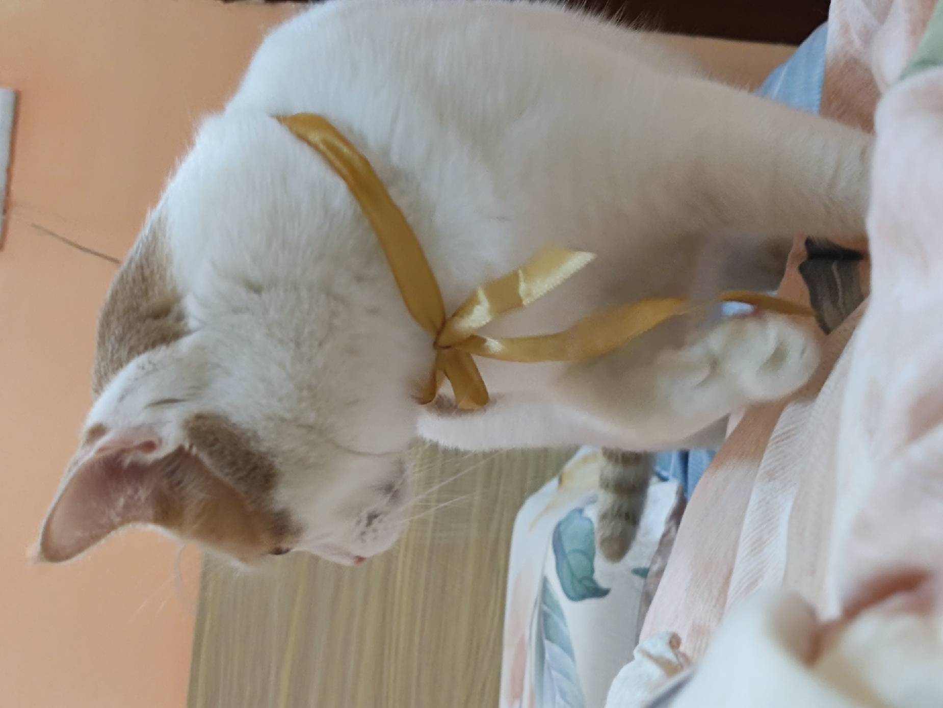 猫图片|宠物猫|猫咪|