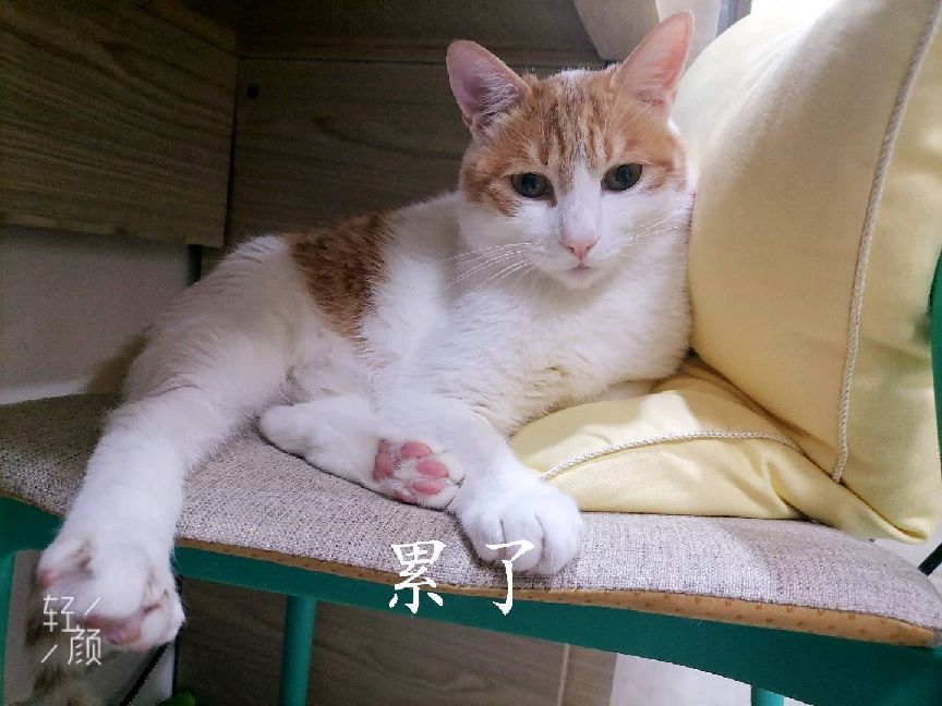 猫图片|宠物猫|猫咪|