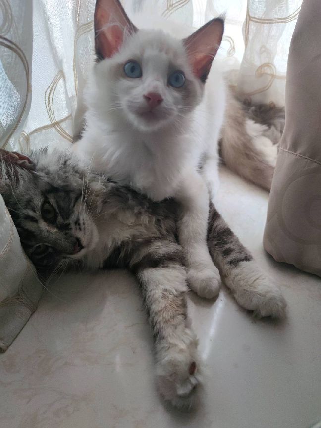 猫图片|宠物猫|猫咪|