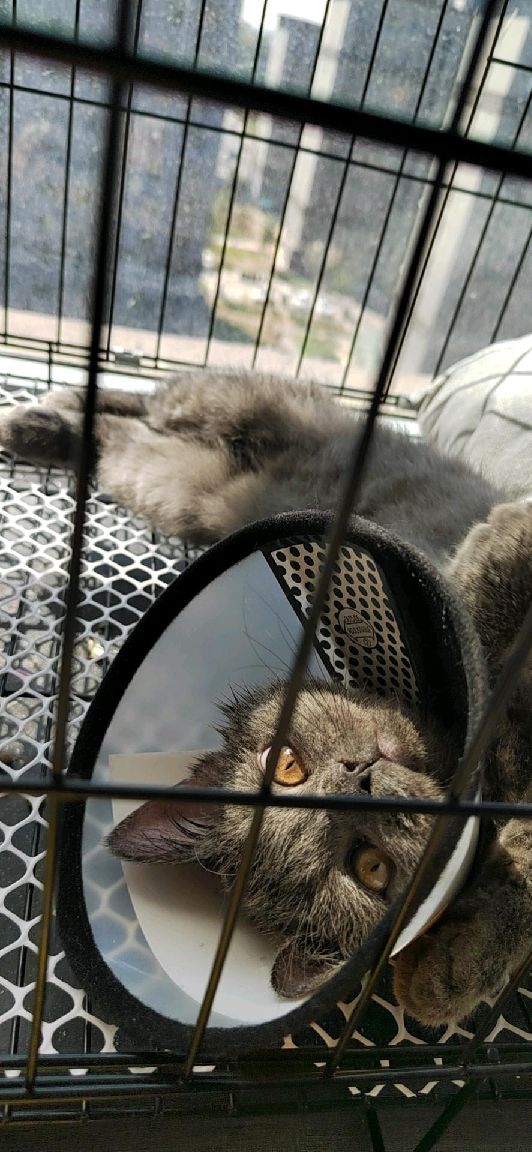 猫图片|宠物猫|猫咪|