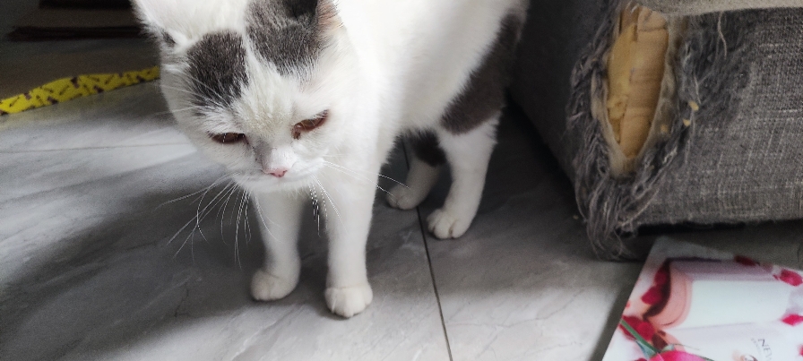 猫图片|宠物猫|猫咪|