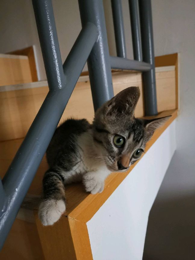 猫图片|宠物猫|猫咪|