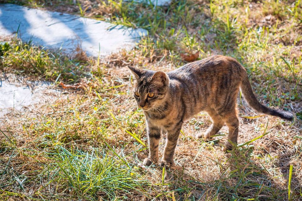 猫图片|宠物猫|猫咪|
