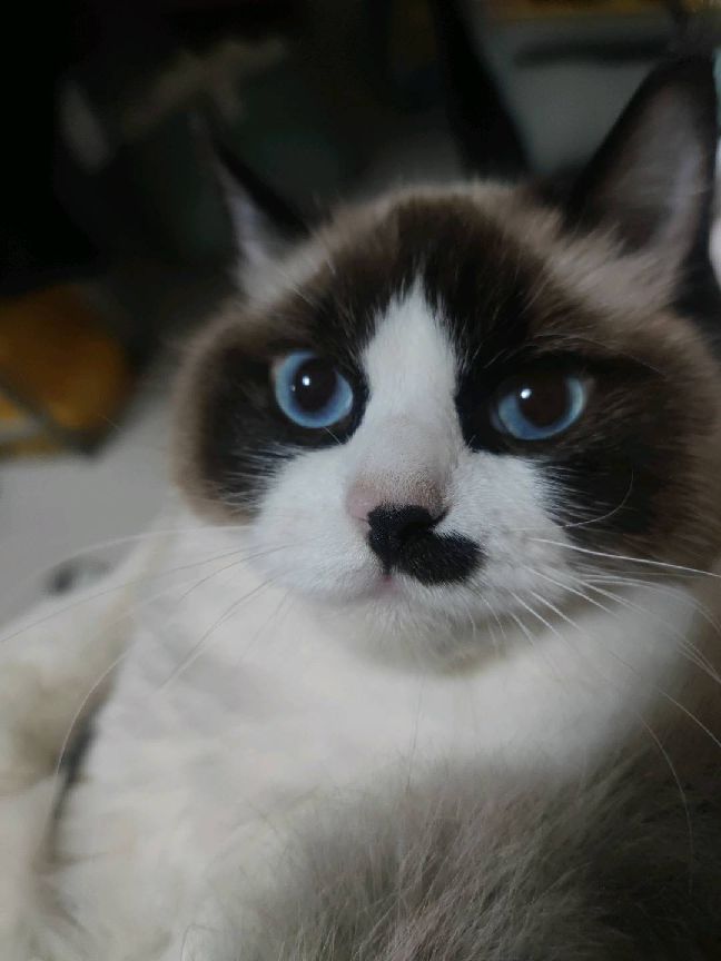 猫图片|宠物猫|猫咪|