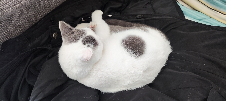 猫图片|宠物猫|猫咪|