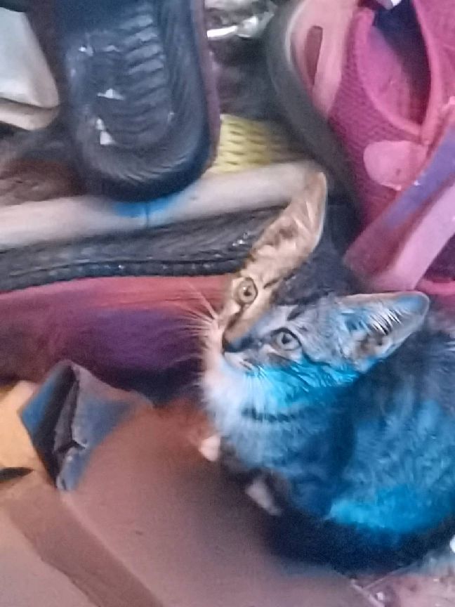 猫图片|宠物猫|猫咪|