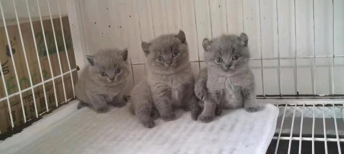 猫图片|宠物猫|猫咪|