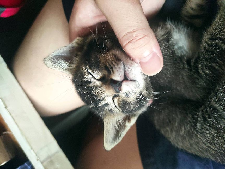 猫图片|宠物猫|猫咪|