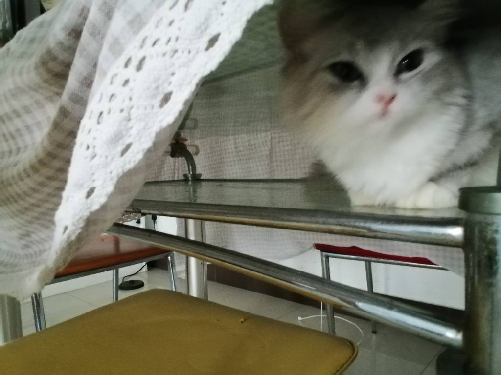 猫图片|宠物猫|猫咪|