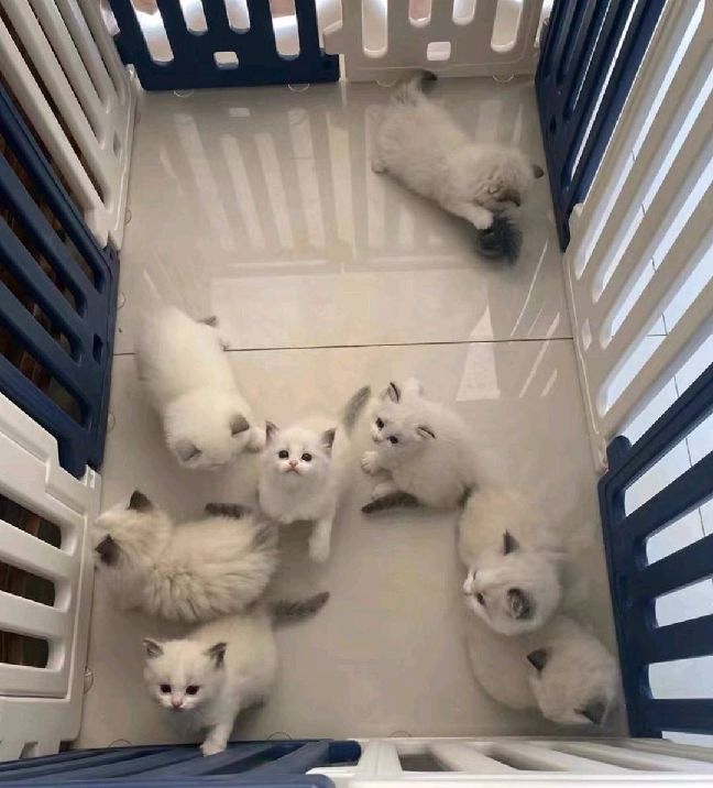 猫图片|宠物猫|猫咪|