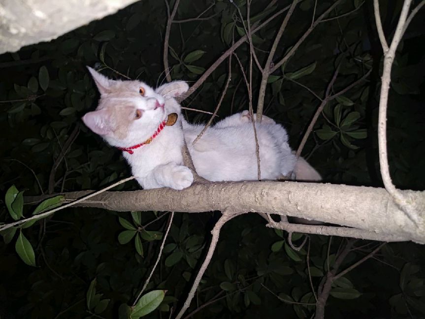 猫图片|宠物猫|猫咪|