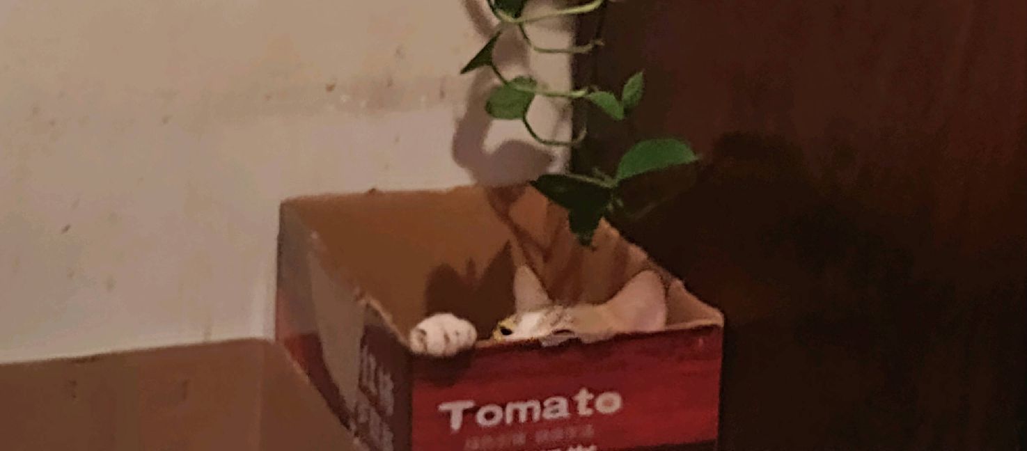 猫图片|宠物猫|猫咪|