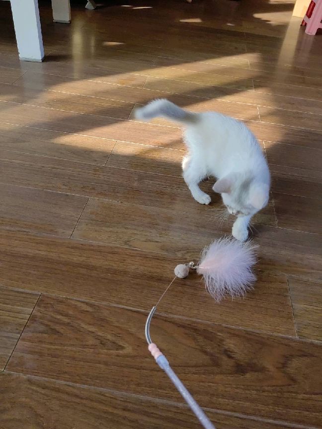 猫图片|宠物猫|猫咪|