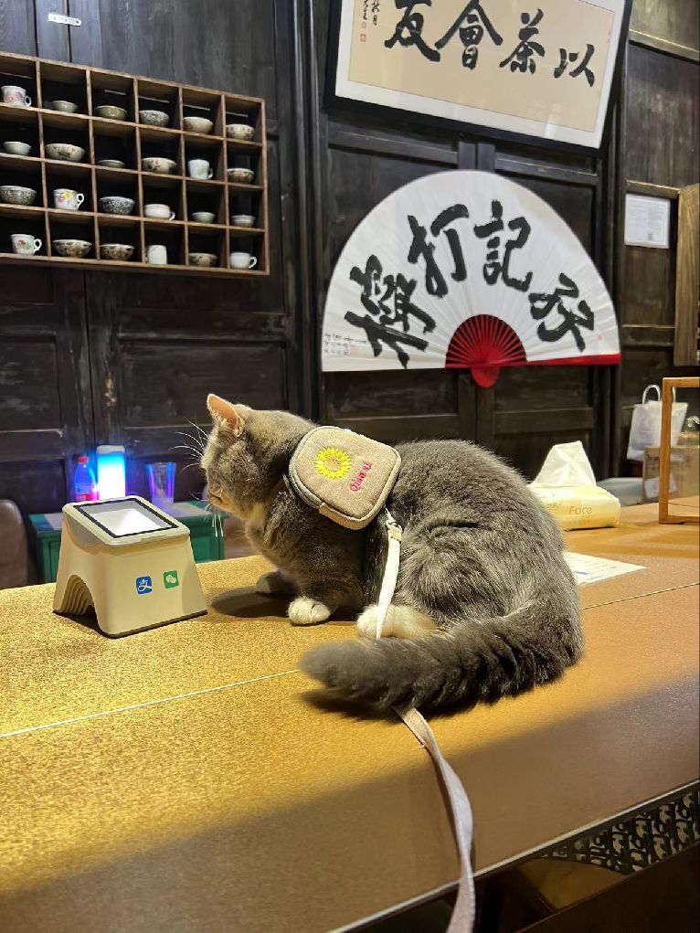 猫图片|宠物猫|猫咪|