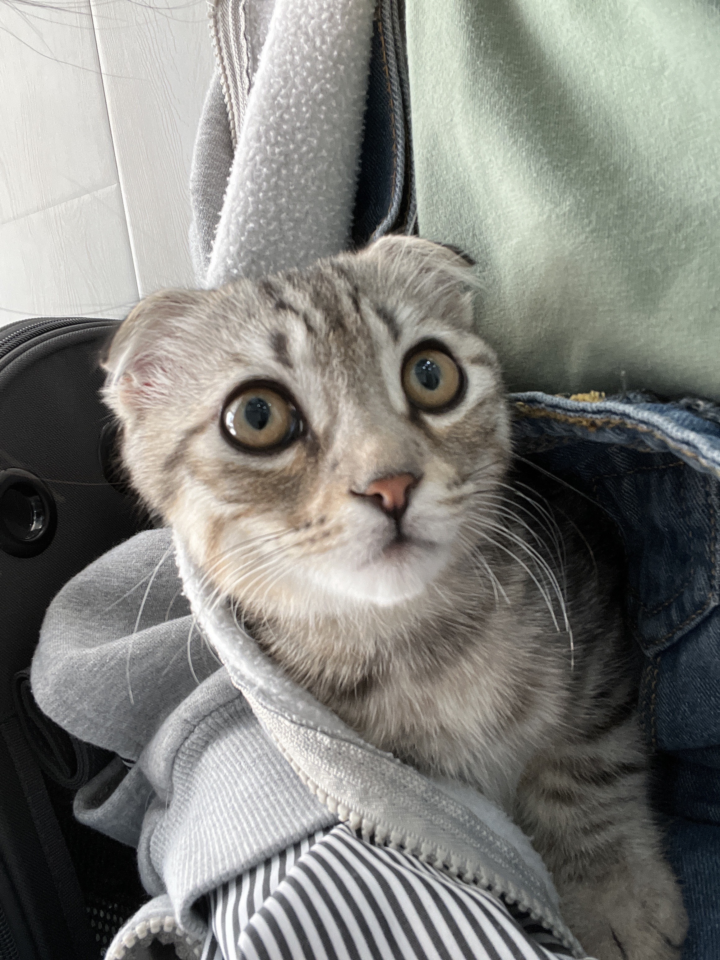 猫图片|宠物猫|猫咪|