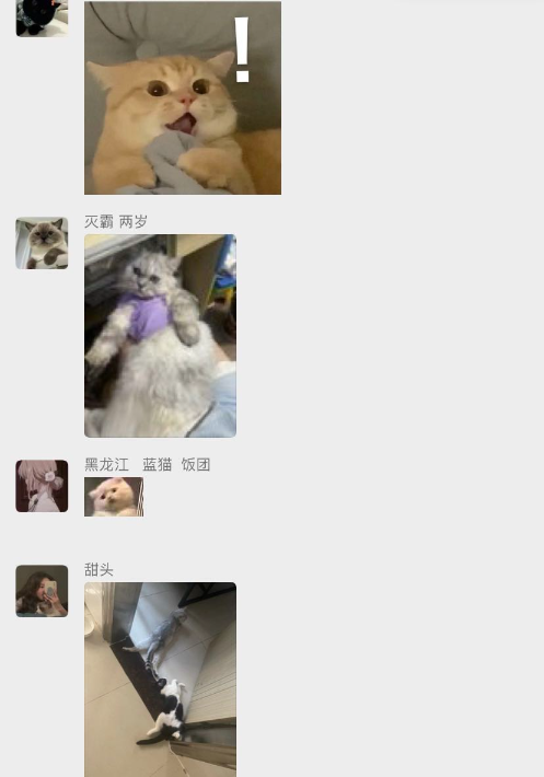 猫图片|宠物猫|猫咪|