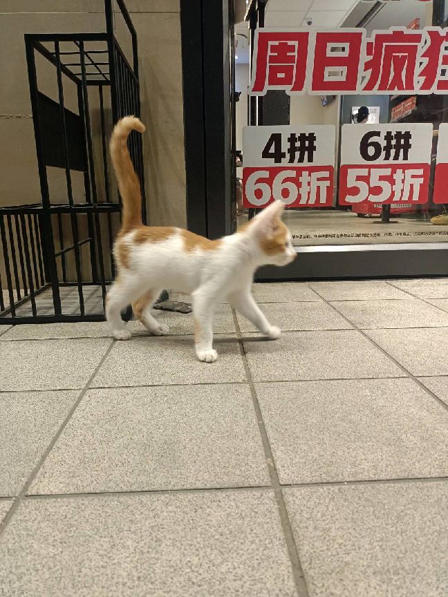 猫图片|宠物猫|猫咪|