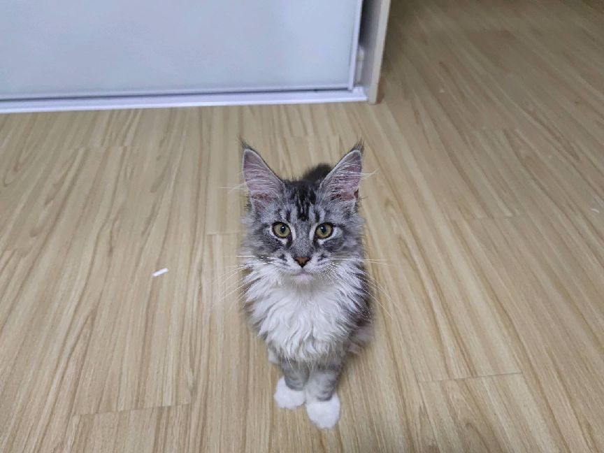 猫图片|宠物猫|猫咪|