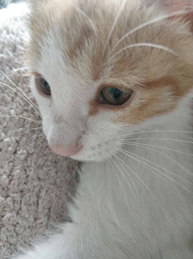 猫图片|宠物猫|猫咪|