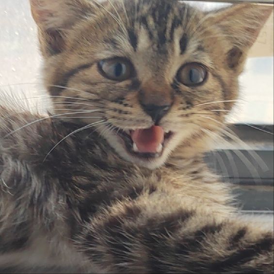 猫图片|宠物猫|猫咪|