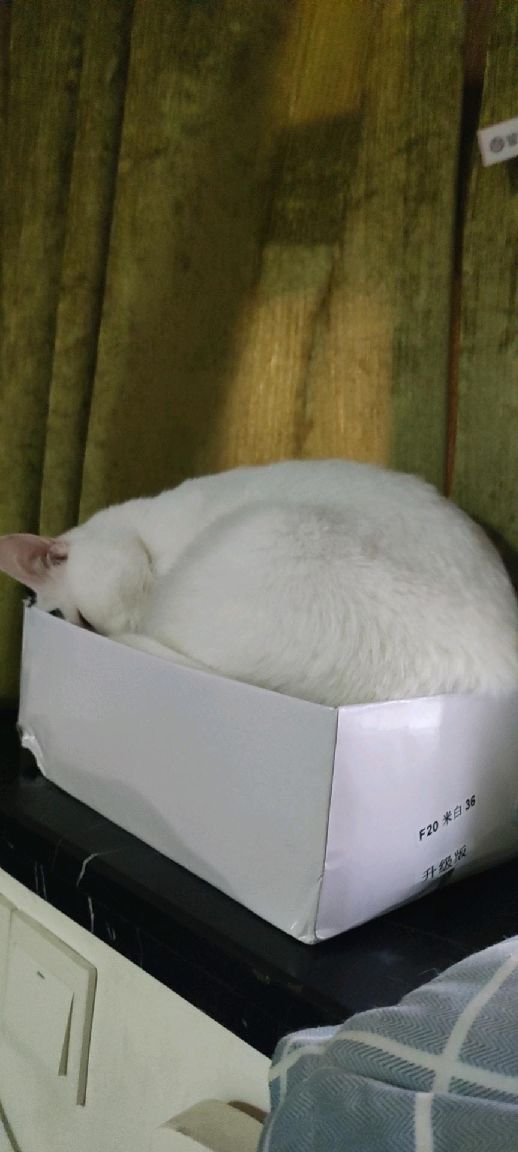 猫图片|宠物猫|猫咪|