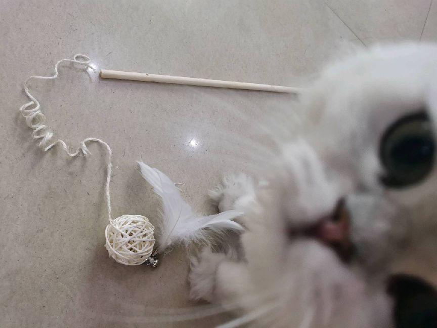 猫图片|宠物猫|猫咪|