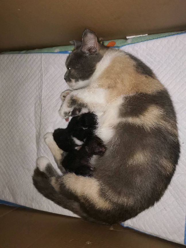 猫图片|宠物猫|猫咪|