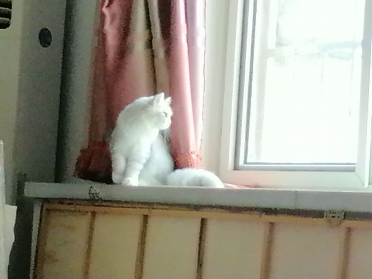 猫图片|宠物猫|猫咪|