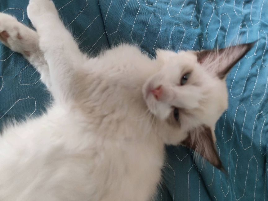 猫图片|宠物猫|猫咪|