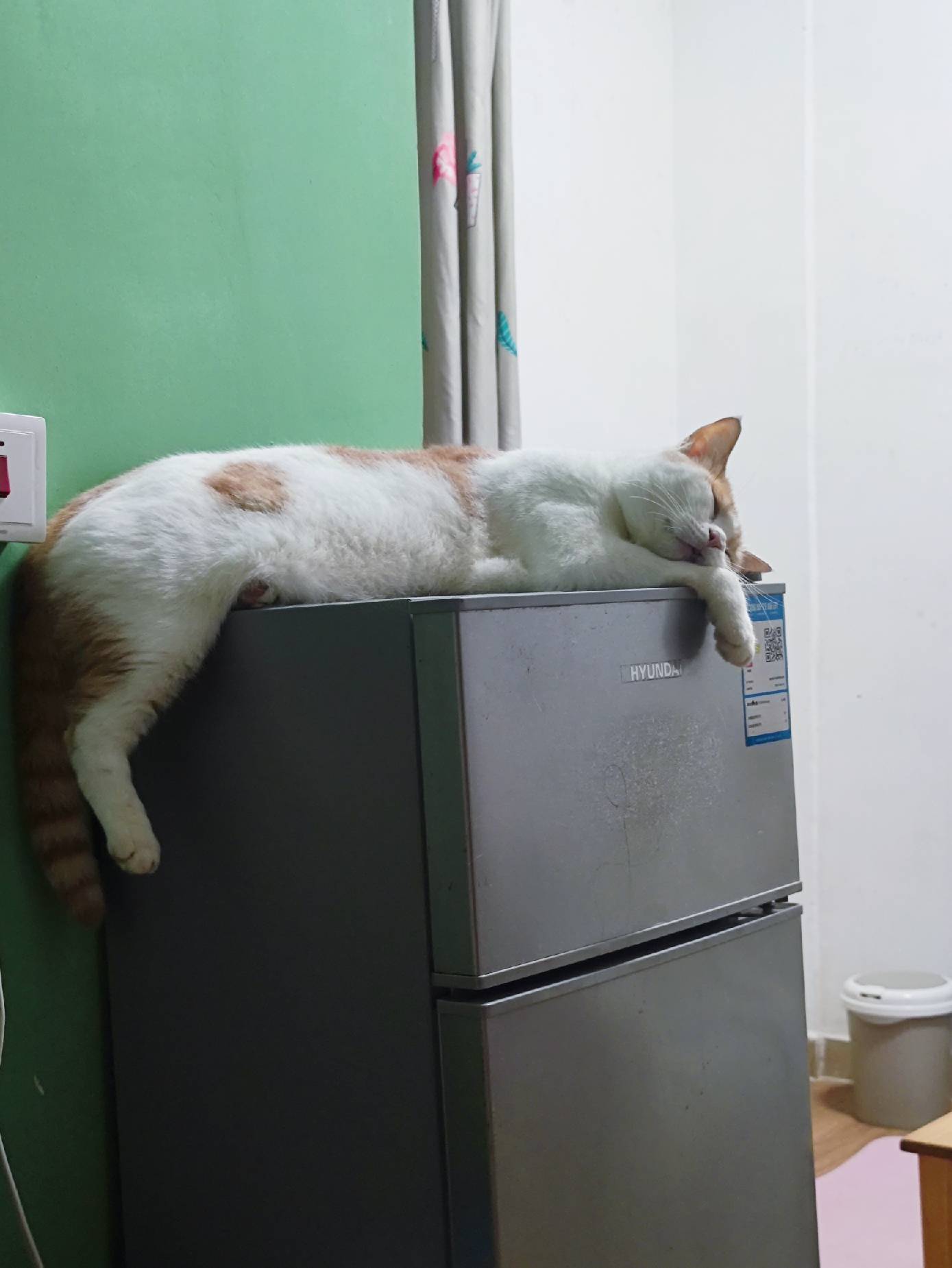 猫图片|宠物猫|猫咪|