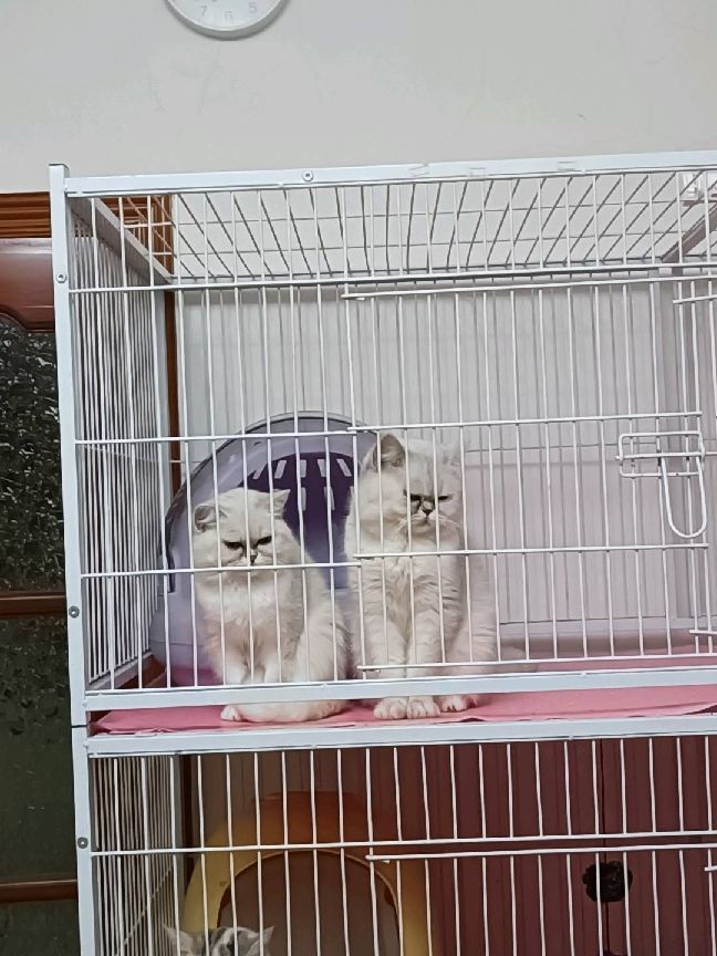 猫图片|宠物猫|猫咪|