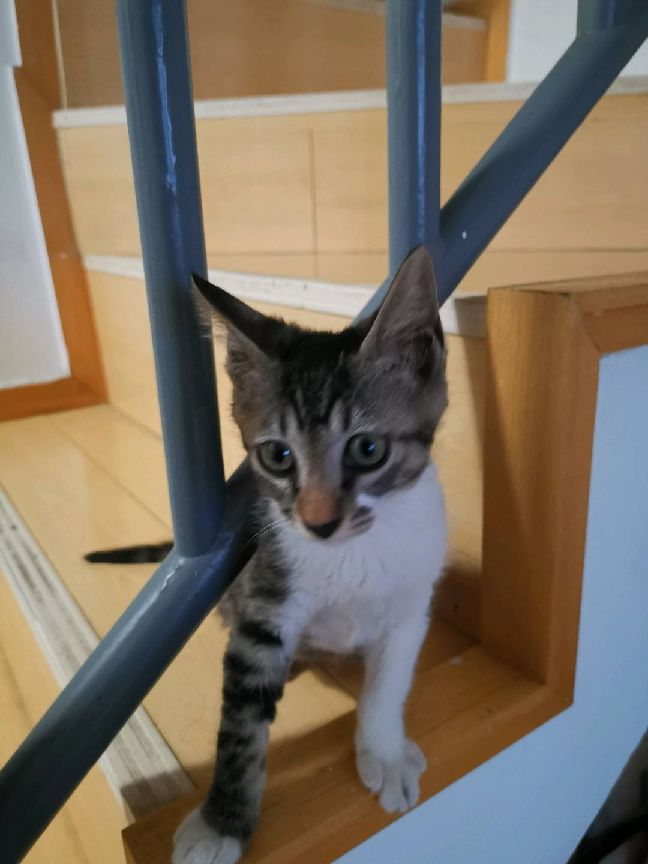 猫图片|宠物猫|猫咪|