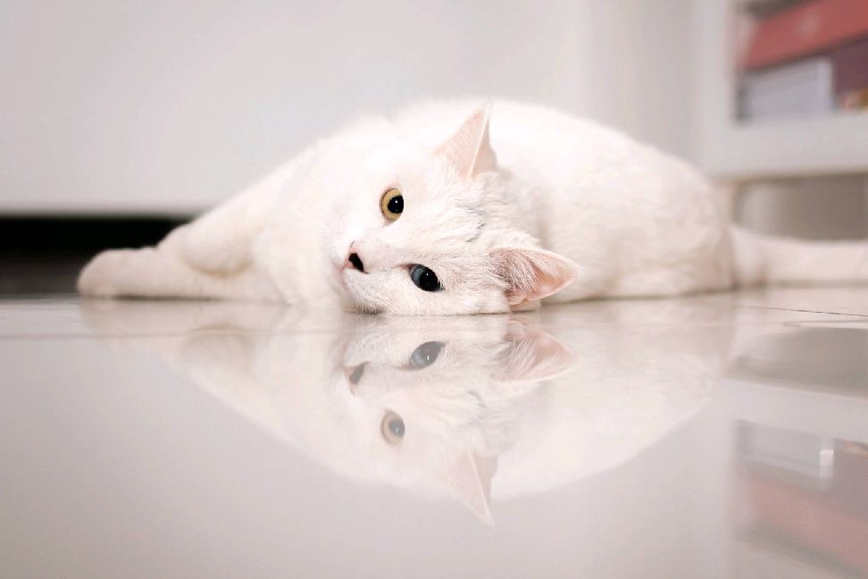 猫图片|宠物猫|猫咪|