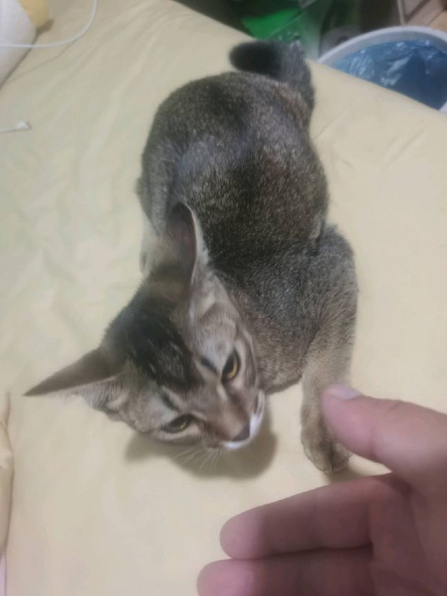 猫图片|宠物猫|猫咪|