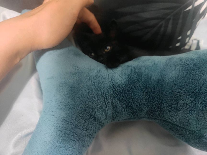 猫图片|宠物猫|猫咪|