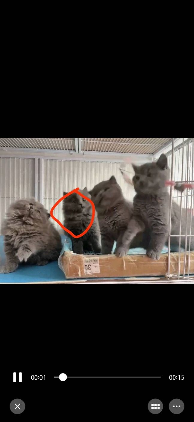 猫图片|宠物猫|猫咪|