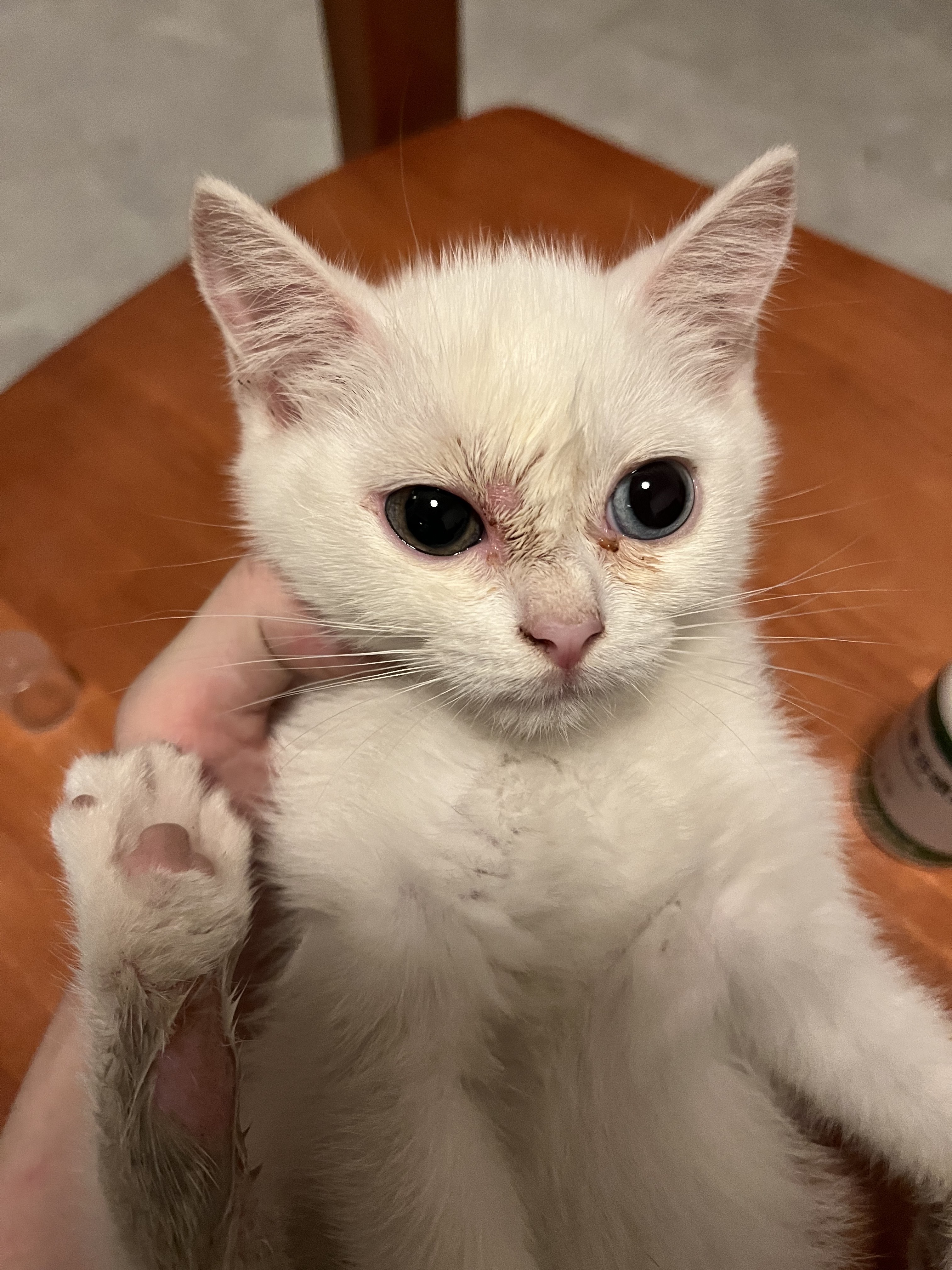 猫图片|宠物猫|猫咪|