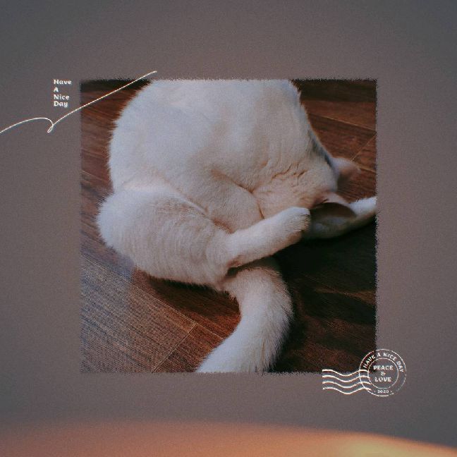 猫图片|宠物猫|猫咪|