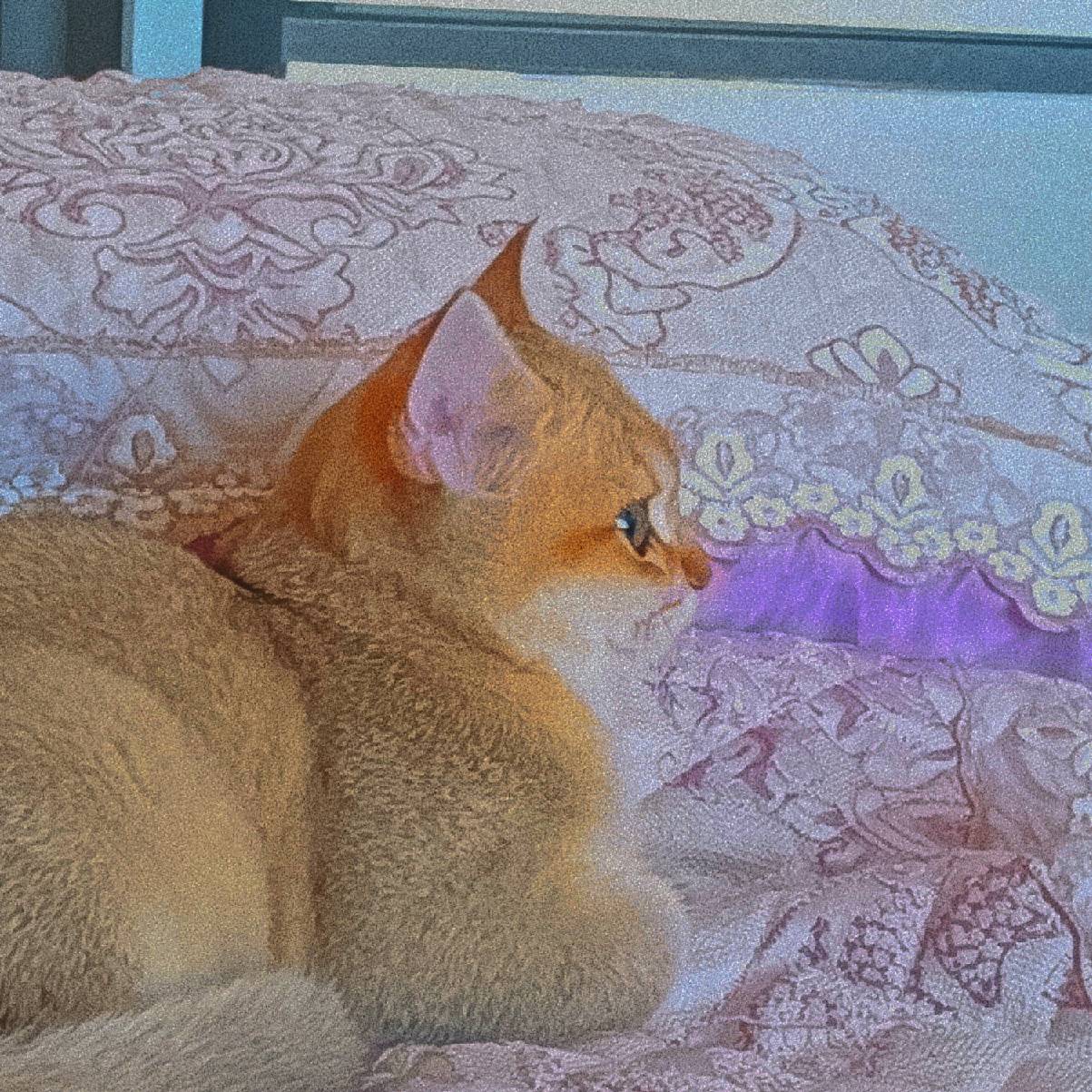 猫图片|宠物猫|猫咪|