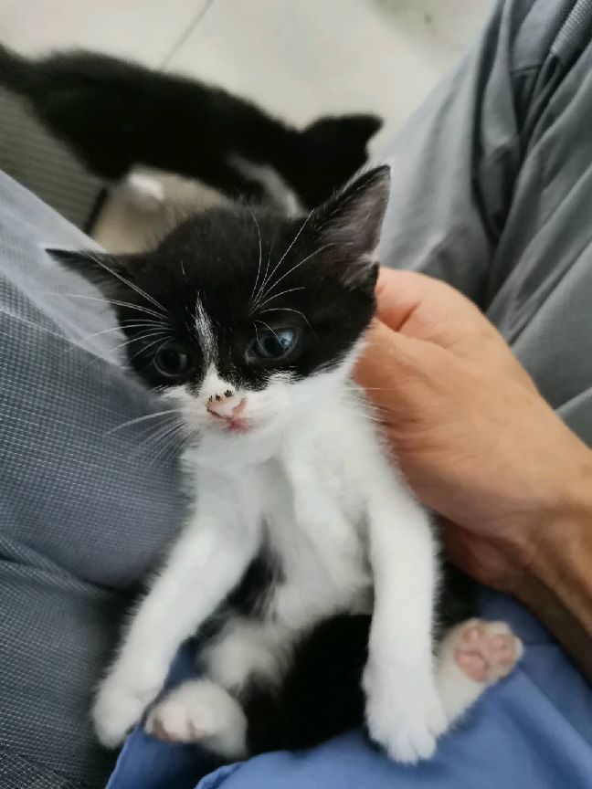 猫图片|宠物猫|猫咪|