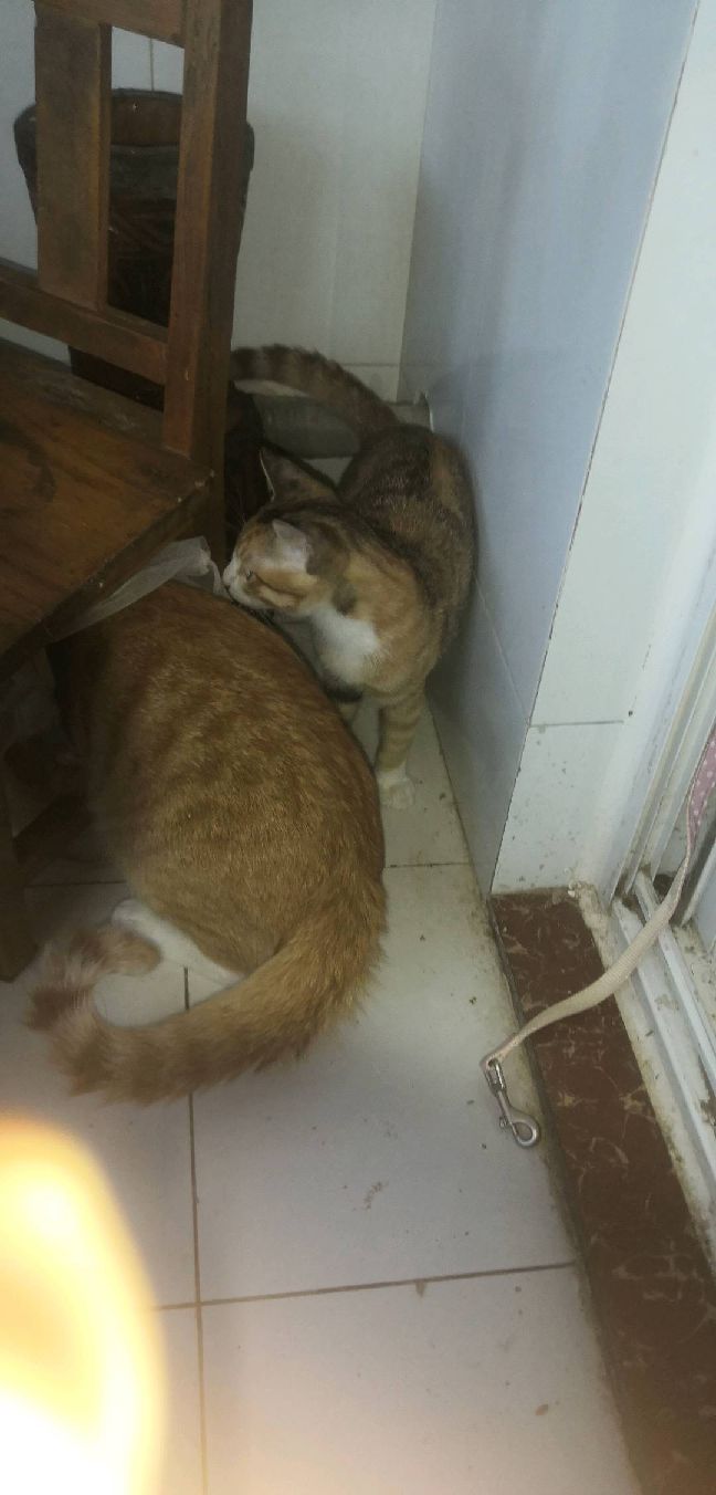 猫图片|宠物猫|猫咪|